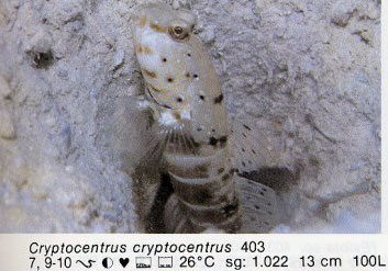 Cryptocentrus cryptocentrus